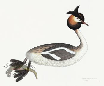 Rudbeck 034 Grebe 24x20